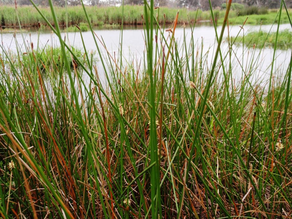 Kergunyah Wetlands